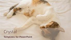  Presentation with fat - Presentation design enhanced with cute-fat-tortoiseshell-cat-sleep background and a soft green colored foreground