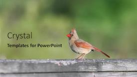  Presentation with cardinal - Beautiful slide deck featuring cute-female-cardinal-bird backdrop and a seafoam green colored foreground