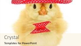  Presentation with chick - Cool new PPT layouts with cute-female-chick-with-red backdrop and a blonde colored foreground
