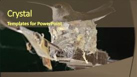  Presentation with string lights - Colorful slide deck enhanced with cute female hummingbird backdrop and a violet colored foreground