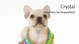  Presentation with cute christmas pug puppy dog - Slide set enhanced with cute female puppy - french bulldog background and a  colored foreground