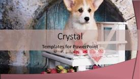  Presentation with welsh - Theme consisting of welsh corgi puppy background and a coral colored foreground