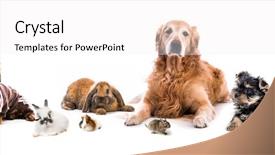  Presentation with guinea pig - PPT theme featuring dog puppies rabbits guinea pig background and a white colored foreground