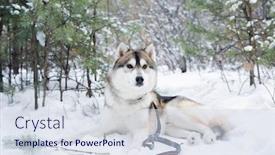  Presentation with husky - Amazing PPT layouts having cute-fluffy-purebred-siberian-husky backdrop and a sky blue colored foreground