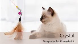  Presentation with feline - Colorful presentation enhanced with cute-fluffy-ragdoll-kitten-witn backdrop and a coral colored foreground