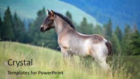  Presentation with foal - PPT theme enhanced with cute foal on mountain pasture in summer background and a mint green colored foreground