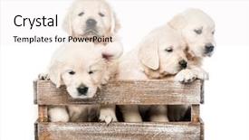  Presentation with golden - PPT theme enhanced with cute four funny golden retriever background and a white colored foreground
