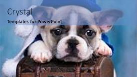  Presentation with hat - Slides enhanced with cute-french-bulldog-and-hat background and a teal colored foreground