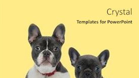  Presentation with leash - Cool new theme with cute-french-bulldog-dog-sitting backdrop and a white colored foreground