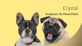  Presentation with leash - Audience pleasing presentation theme consisting of cute-french-bulldog-dog-wearing backdrop and a white colored foreground