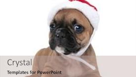  Presentation with dog christmas - Presentation design enhanced with cute-french-bulldog-dog background and a mint green colored foreground