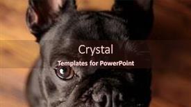  Presentation with attention - PPT theme consisting of cute-french-bulldog-puppy-looking background and a wine colored foreground