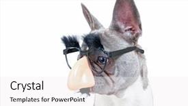  Presentation with new client interview wearing mask - Cool new presentation theme with cute french bulldog wearing backdrop and a white colored foreground