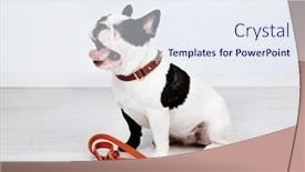  Presentation with leash - PPT theme enhanced with cute french bulldog with leash in room background and a sky blue colored foreground