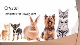  Presentation with pets - Colorful theme enhanced with cute friendly pets on white backdrop and a white colored foreground