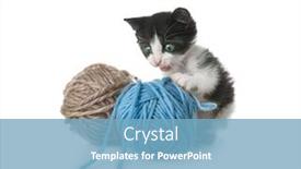  Presentation with thread - Theme enhanced with baby kitten playing with ball background and a teal colored foreground