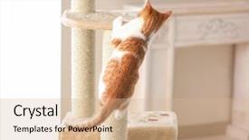  Presentation with tree - Beautiful slide set featuring cute funny cat and tree backdrop and a coral colored foreground