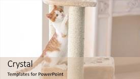  Presentation with cat - Amazing presentation theme having cute funny cat and tree backdrop and a lemonade colored foreground