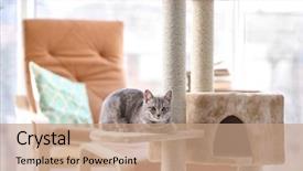  Presentation with cat - Presentation featuring cute funny cat and tree background and a coral colored foreground