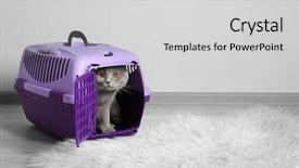  Presentation with plastic - Beautiful PPT theme featuring cute funny cat in plastic backdrop and a light gray colored foreground