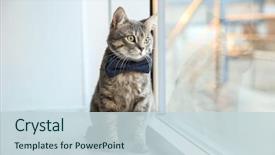  Presentation with cat - Cool new presentation theme with cute funny cat sitting backdrop and a lemonade colored foreground