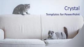  Presentation with cats - Slides with cute funny cats on sofa at home background and a sky blue colored foreground