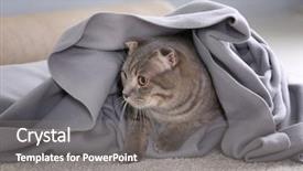  Presentation with cats - Presentation theme with cute funny cats wrapped in plaid at home background and a gray colored foreground