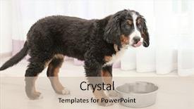  Presentation with dog food - Cool new presentation theme with cute funny dog eating food backdrop and a soft green colored foreground