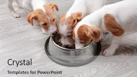  Presentation with dogs - Amazing slide deck having cute funny dogs eating dry backdrop and a light gray colored foreground