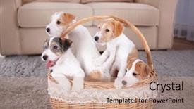  Presentation with dogs - PPT layouts featuring animal friends - cute funny dogs in wicker background and a  colored foreground