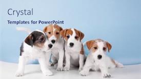  Presentation with dogs - Cool new theme with cute funny dogs on color background backdrop and a sky blue colored foreground