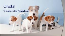  Presentation with dogs - Cool new slides with cute funny dogs on color backdrop and a sky blue colored foreground