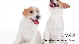  Presentation with cute cat and dog - Audience pleasing slide set consisting of cute funny dogs on white backdrop and a  colored foreground