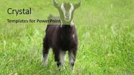  Presentation with meadow - Amazing slide deck having cute funny goatling in green backdrop and a yellow colored foreground