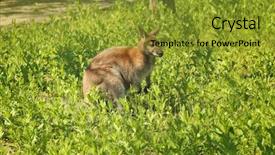  Presentation with kangaroo - Presentation design having cute funny kangaroo in zoological background and a gold colored foreground