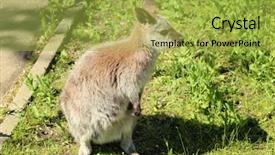  Presentation with kangaroo - Cool new presentation design with cute funny kangaroo in zoological backdrop and a yellow colored foreground