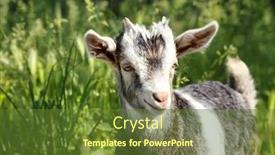  Presentation with outdoors - Slides enhanced with baby goats - cute funny kid outdoors background and a tawny brown colored foreground