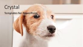  Presentation with puppy - Colorful slides enhanced with cute funny puppy at home backdrop and a  colored foreground