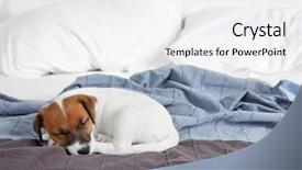  Presentation with sleeping - Cool new slides with cute-funny-puppy-sleeping backdrop and a white colored foreground