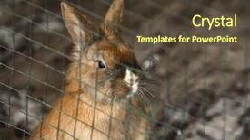  Presentation with cage - PPT theme consisting of cute funny rabbit in cage background and a tawny brown colored foreground