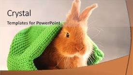  Presentation with rabbit - Presentation theme having cute funny rabbit in green background and a lemonade colored foreground