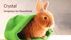  Presentation with rabbit - Colorful presentation theme enhanced with cute funny rabbit in green backdrop and a lemonade colored foreground