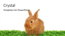  Presentation with rabbit - Beautiful slides featuring cute funny rabbit on green grass against white background backdrop and a white colored foreground