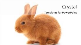  Presentation with rabbit - PPT theme with cute funny rabbit on white background and a white colored foreground