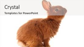  Presentation with rabbit - Colorful PPT layouts enhanced with cute funny rabbit on white backdrop and a light gray colored foreground