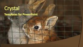  Presentation with cage - Cool new slides with cute funny rabbits in cage backdrop and a tawny brown colored foreground