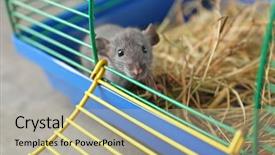  Presentation with cage - Slides with cute funny rat in cage background and a mint green colored foreground