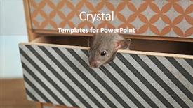 Presentation with rat - Beautiful presentation theme featuring cute funny rat in decorative backdrop and a coral colored foreground