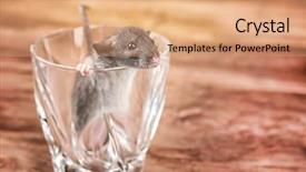  Presentation with rat - Amazing theme having cute funny rat in glass backdrop and a coral colored foreground