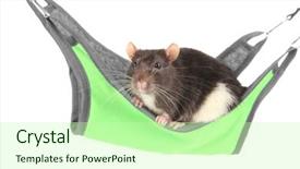  Presentation with white rat - Presentation enhanced with mousq nature - cute funny rat in hammock background and a mint green colored foreground